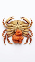 Crabe Femelle avec Œufs Congelé